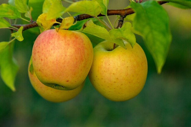 Fresh apples from the orchard. Apple harvest ready to be picked.