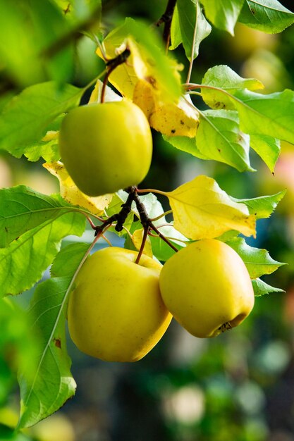 果樹園からの新鮮なリンゴ。