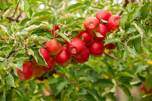 Fresh apples from the orchard.