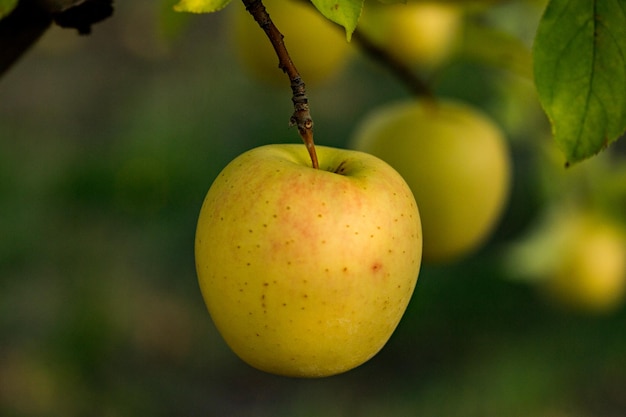 Fresh apples from the orchard.