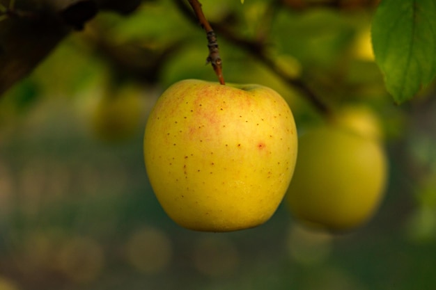 Fresh apples from the orchard.