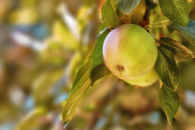 Fresh apples in the garden Fresh apples in the tree