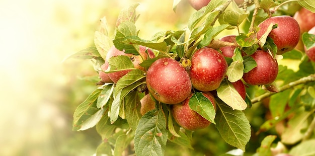 Fresh apples in natural setting Fresh apples in natural setting