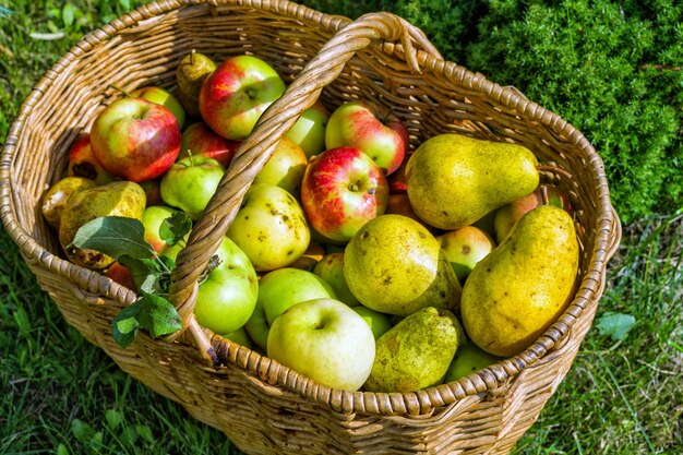 Fresh apples and pears in a basket in a summer garden in countryside