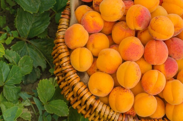 Fresh apricot in wicker basket 