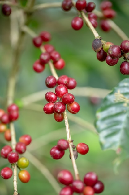 Chicchi di caffè arabi freschi che maturano sull'albero nel nord della tailandia