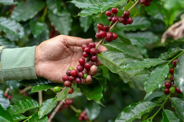 Chicchi di caffè arabi freschi che maturano sull'albero nel nord della tailandia