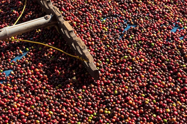 Fresh Arabica coffee berries . Organic coffee farm