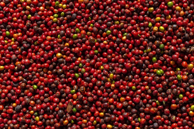 Fresh Arabica coffee berries . Organic coffee farm