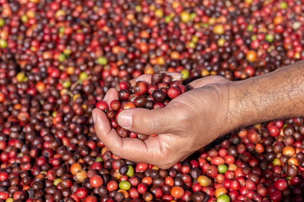 Fresh Arabica coffee berries . Organic coffee farm