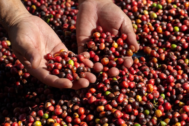 Fresh Arabica coffee berries