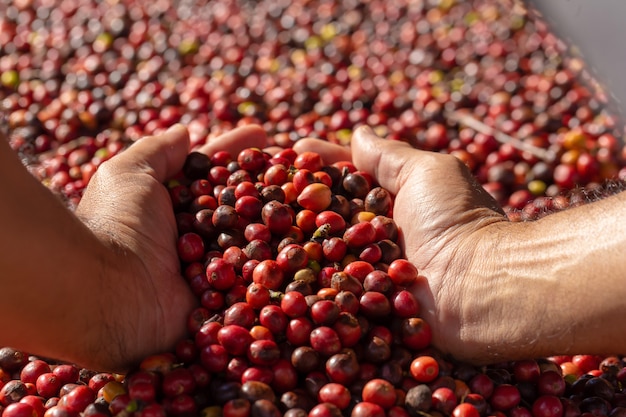 Fresh Arabica Red Coffee beans berries in hand and Drying Process