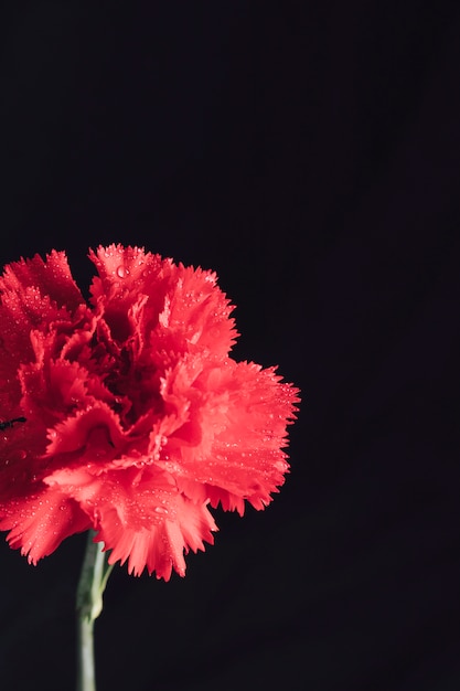 写真 露の新鮮な芳香の赤い花