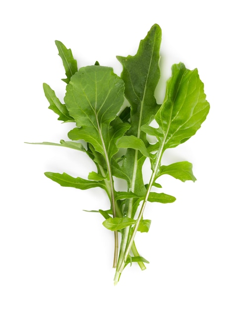 사진 흰색 배경에 고립 된 신선한 arugula 잎