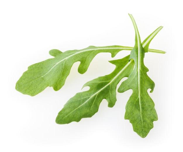 Foglie fresche della rucola isolate su fondo bianco