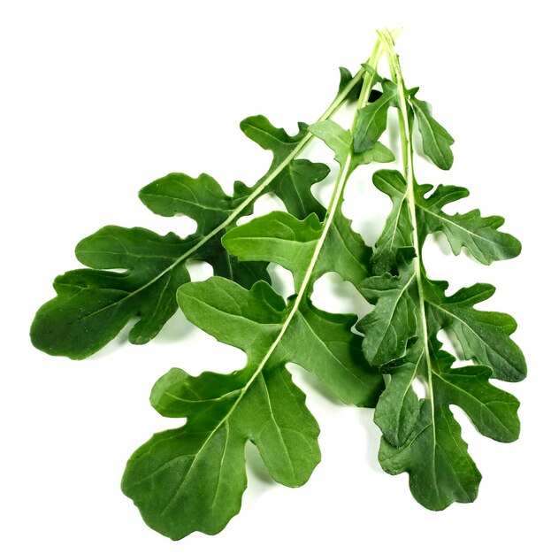 Fresh arugula leaves on white background