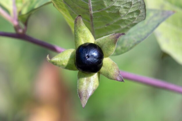 Photo fresh atropa belladonna berry close up