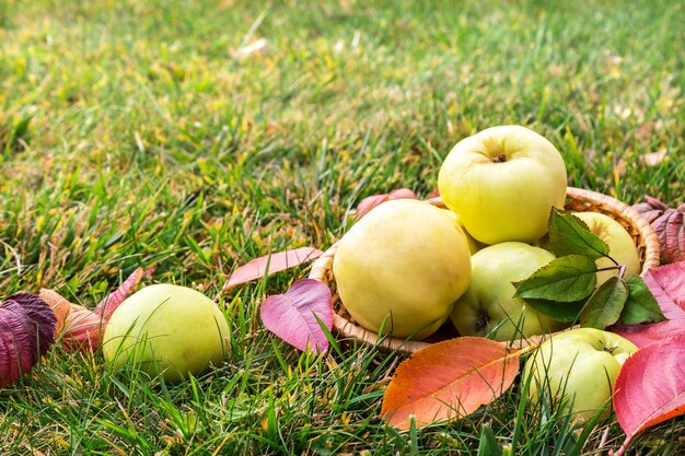 Fresh autumn apples on grass