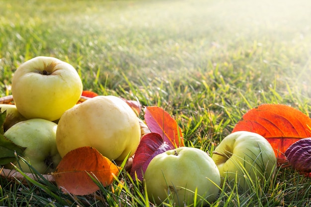 Fresh autumn apples on grass