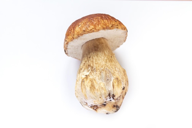 Изолированный свежий осенний белый гриб