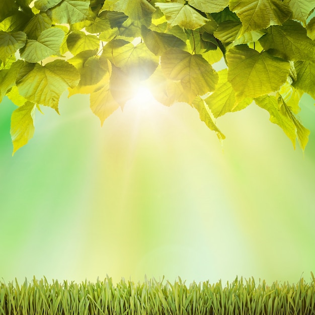 Fresh Autumn green field grass with blue bokeh and sunlight and wood floor