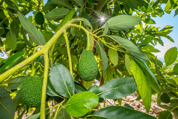 fresh avocado from the garden wellness