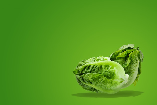 Fresh baby Cos Lettuce on Green background