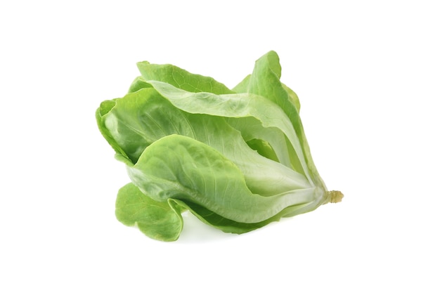 Fresh baby cos,lettuce isolated on white background