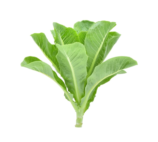 Fresh baby cos (lettuce) on white background