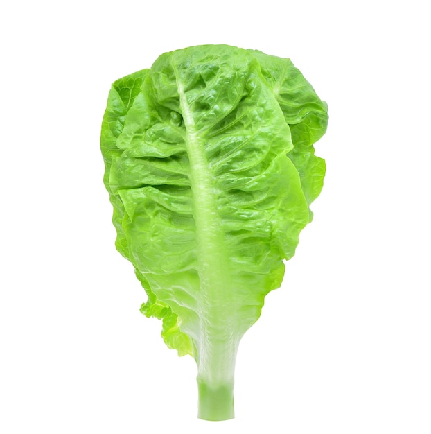 Fresh baby cos lettuce on white background