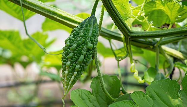 Fresh baby green bitter gourd on a tree in the garden