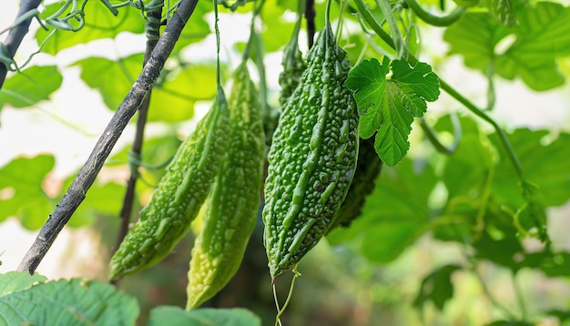 Fresh baby green bitter gourd on a tree in the garden