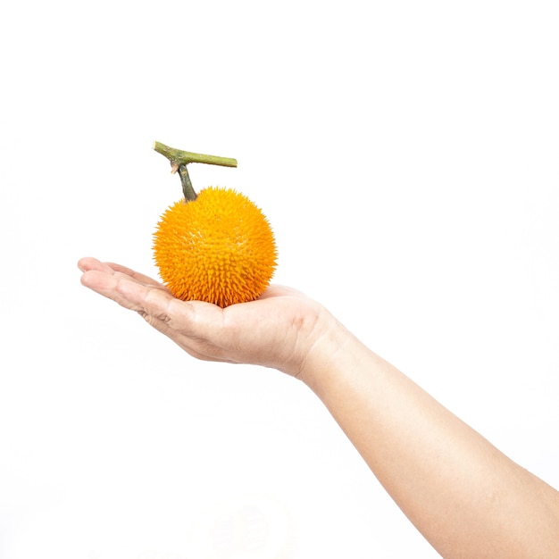 Photo fresh baby jackfruit in hand on white background isolate.