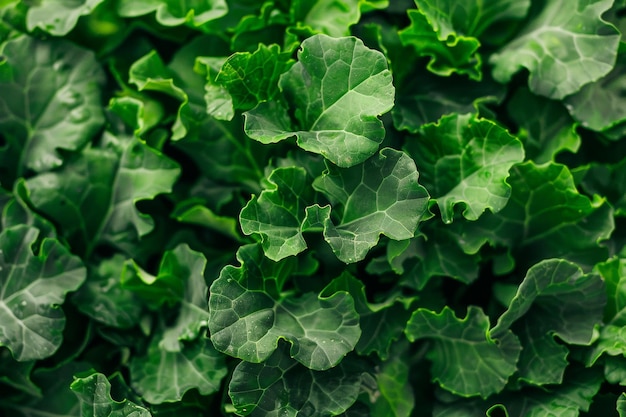 Fresh Baby Kale Pile