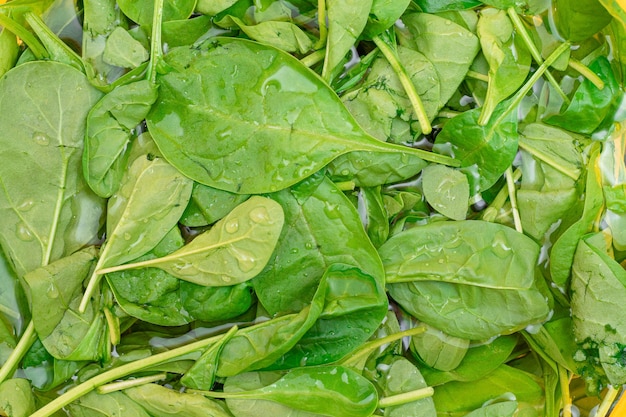 Photo fresh baby spinach leaves in the water  top view