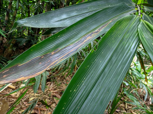 Fresh bamboo leaves on a background of bamboo trees