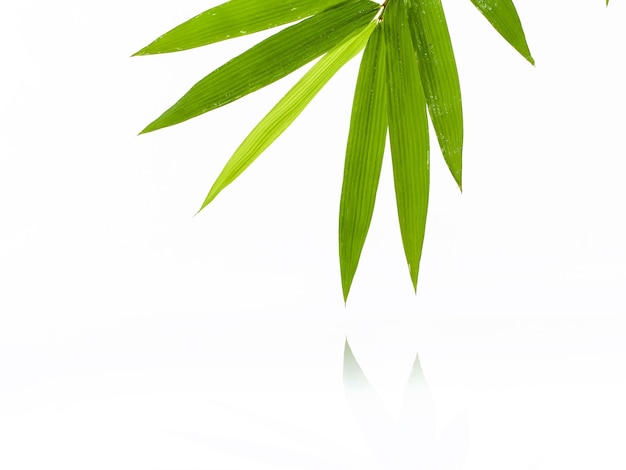 Fresh bamboo leaves with water drop isolated on white background.