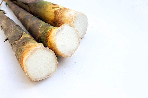 Fresh bamboo shoots white background.