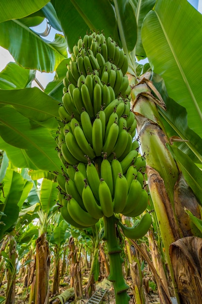 fresh banana from the garden wellness