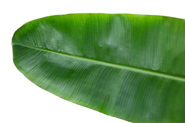 Fresh banana leaf on white background