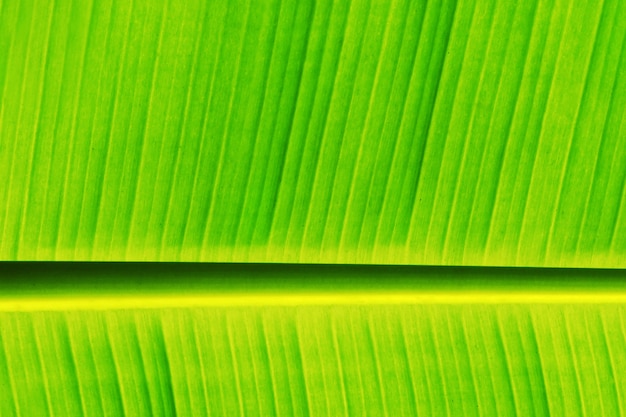 Photo fresh banana leaf