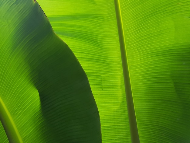 Photo fresh banana leaves