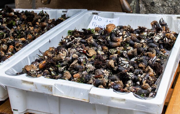 fresh barnacles for sale in the port