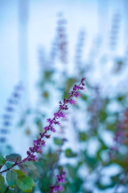 Basilico e fiore freschi nella piantagione