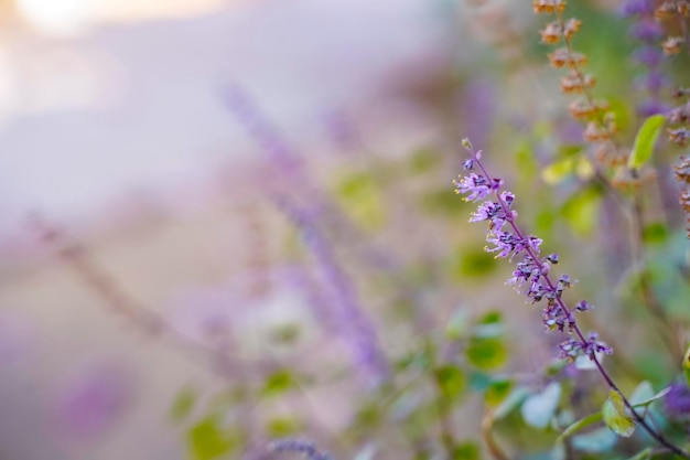 Fresh basil and blossom in the plantation