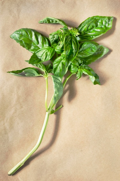 Fresh basil branch