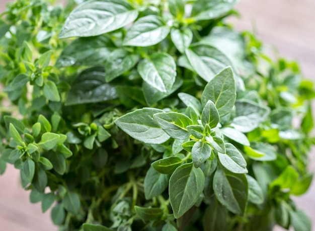 Fresh basil close up