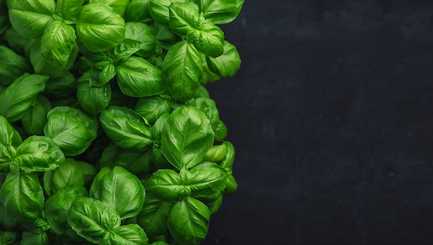 Fresh basil on dark. 