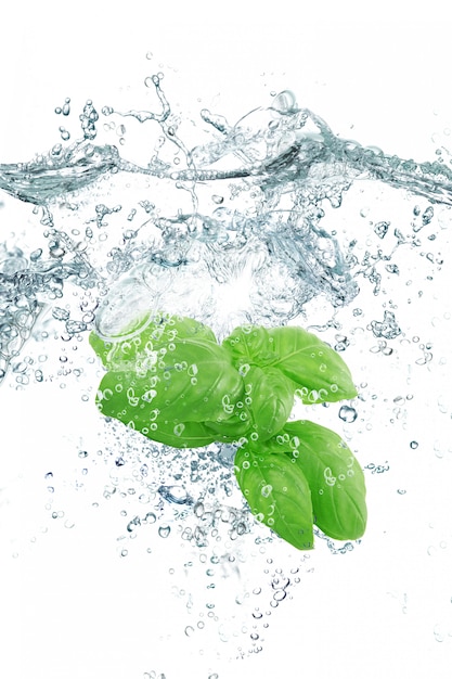 Fresh basil falling in water