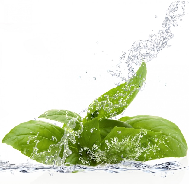 Fresh basil falling in water